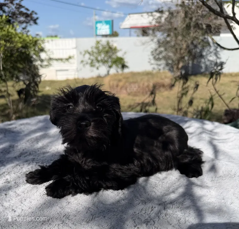 AKC Ellie Mae – Miniature Schnauzer puppy for sale in Sarasota, FL