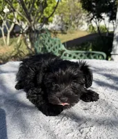 AKC Ellie Mae, a female Miniature Schnauzer for sale in Sarasota, FL – Photo 3 of 4