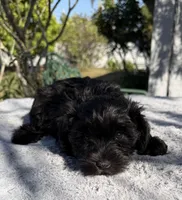 AKC Ellie Mae, a female Miniature Schnauzer for sale in Sarasota, FL – Photo 2 of 4