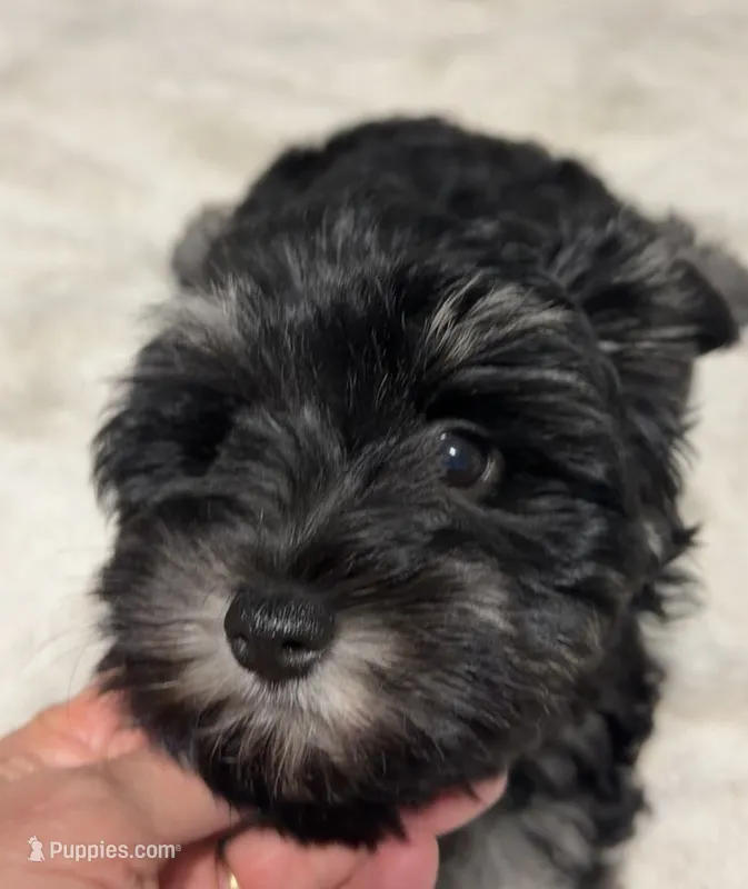 AKC Rose – Miniature Schnauzer puppy for sale in Sarasota, FL