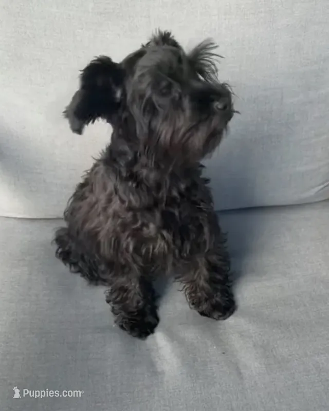 Ellie Mae – Miniature Schnauzer puppy for sale in Sarasota, FL