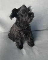 Ellie Mae, a female Miniature Schnauzer for sale in Sarasota, FL – 1 of 4