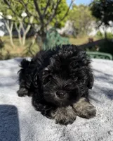 AKC Irene, a female Miniature Schnauzer for sale in Sarasota, FL – Photo 3 of 4