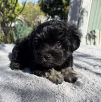 AKC Irene, a female Miniature Schnauzer for sale in Sarasota, FL – Photo 2 of 4