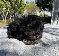 AKC Irene, a female Miniature Schnauzer for sale in Sarasota, FL – Photo 4 of 4