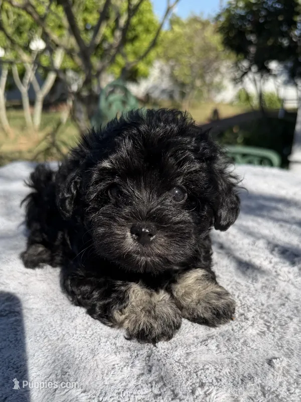 AKC Irene – Miniature Schnauzer puppy for sale in Sarasota, FL
