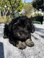 AKC Irene, a female Miniature Schnauzer for sale in Sarasota, FL – Photo 1 of 4