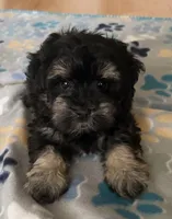 AKC Alfie , a male Miniature Schnauzer for sale in Sarasota, FL – 3 of 5