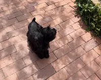 Ellie Mae, a female Miniature Schnauzer for sale in Sarasota, FL – 4 of 4