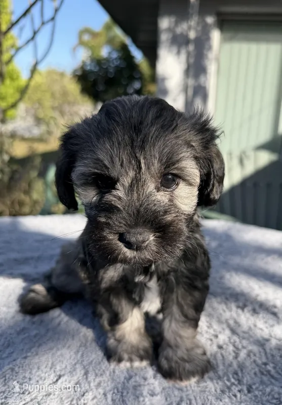 AKC Chelsie – Miniature Schnauzer puppy for sale in Sarasota, FL
