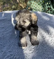 AKC Chelsie, a female Miniature Schnauzer for sale in Sarasota, FL – Photo 3 of 4
