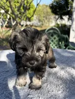 AKC Chelsie, a female Miniature Schnauzer for sale in Sarasota, FL – Photo 2 of 4