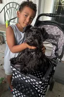 AKC Ellie Mae, a female Miniature Schnauzer for sale in Sarasota, FL – 5 of 6