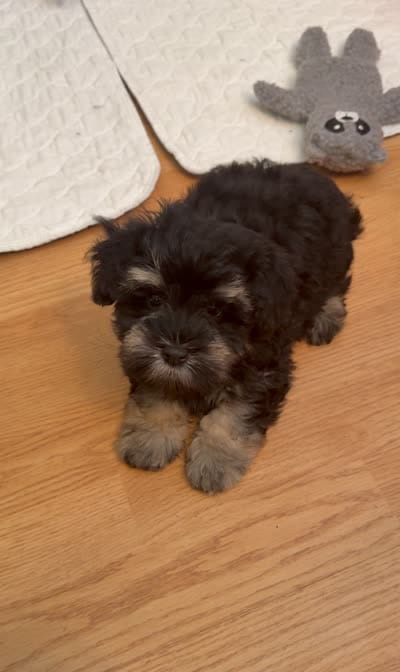 Alfie, a male Miniature Schnauzer for sale in Sarasota, FL – 4 of 4