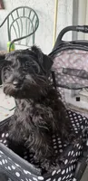 AKC Ellie Mae, a female Miniature Schnauzer for sale in Sarasota, FL – 4 of 6