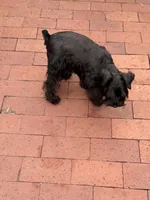 AKC Ellie Mae, a female Miniature Schnauzer for sale in Sarasota, FL – 6 of 6
