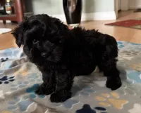 AKC Ace, a male Miniature Schnauzer for sale in Sarasota, FL – 8 of 9