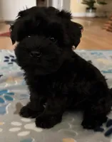 AKC Ace, a male Miniature Schnauzer for sale in Sarasota, FL – 4 of 9