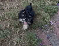 AKC Alfie, a male Miniature Schnauzer for sale in Sarasota, FL – 5 of 7