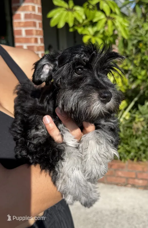 AKC Rose – Miniature Schnauzer puppy for sale in Sarasota, FL