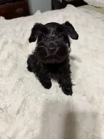 AKC Ellie Mae, a female Miniature Schnauzer for sale in Sarasota, FL – 2 of 4