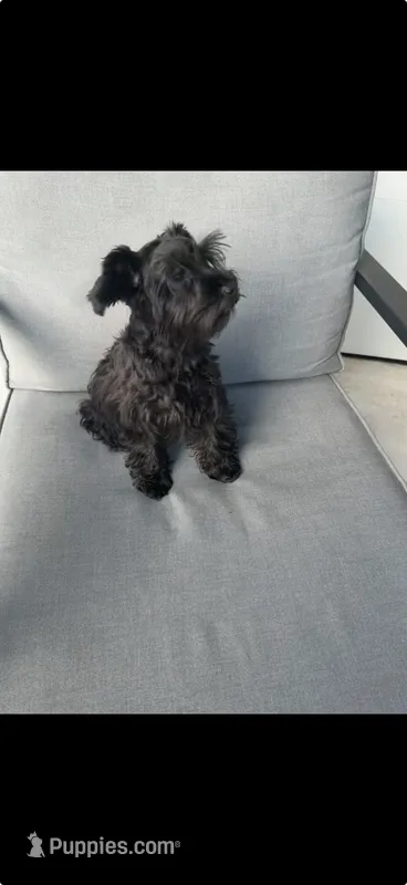 AKC Ellie Mae – Miniature Schnauzer puppy for sale in Sarasota, FL