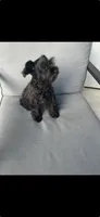 AKC Ellie Mae, a female Miniature Schnauzer for sale in Sarasota, FL – 1 of 6