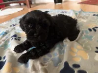 AKC Ace, a male Miniature Schnauzer for sale in Sarasota, FL – 6 of 9