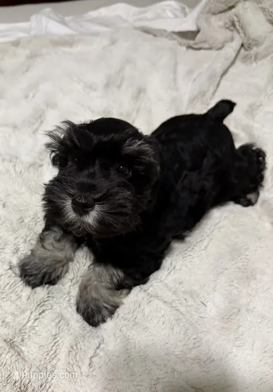 AKC Max – Miniature Schnauzer puppy for sale in Sarasota, FL