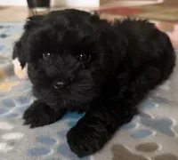AKC Ace, a male Miniature Schnauzer for sale in Sarasota, FL – 9 of 9
