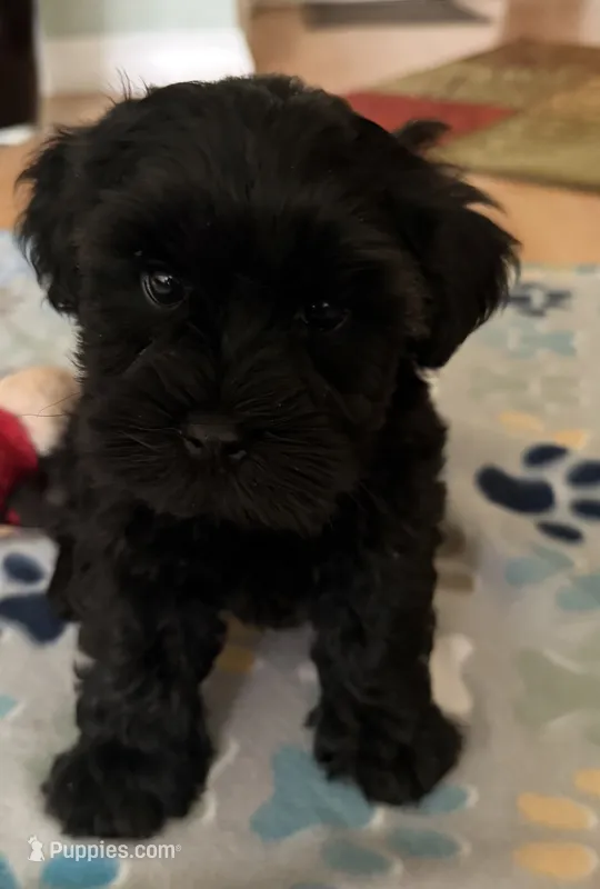 AKC Ace – Miniature Schnauzer puppy on hold in Sarasota, FL