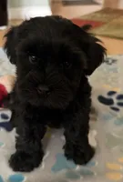AKC Ace, a male Miniature Schnauzer for sale in Sarasota, FL – 1 of 9