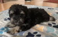 Alfie, a male Miniature Schnauzer for sale in Sarasota, FL – 3 of 4