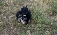 AKC Alfie, a male Miniature Schnauzer for sale in Sarasota, FL – 3 of 7