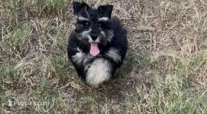 AKC Alfie – Miniature Schnauzer puppy for sale in Sarasota, FL
