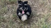 AKC Alfie, a male Miniature Schnauzer for sale in Sarasota, FL – 1 of 7