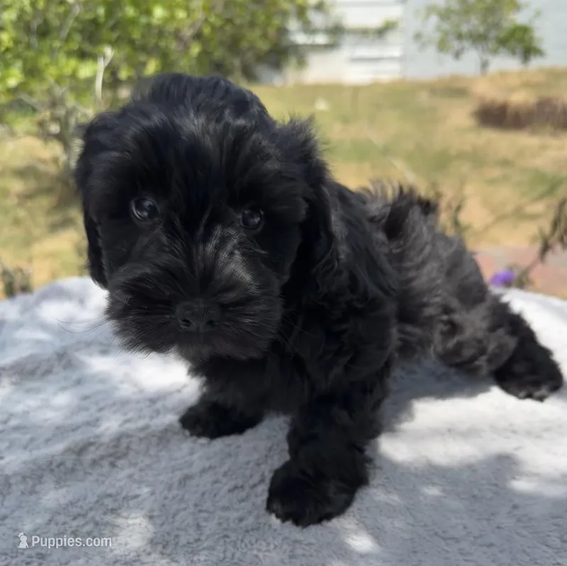 AKC Courtney  – Miniature Schnauzer puppy for sale in Sarasota, FL