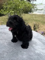 AKC Courtney , a female Miniature Schnauzer for sale in Sarasota, FL – Photo 3 of 3