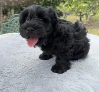 AKC Courtney , a female Miniature Schnauzer for sale in Sarasota, FL – Photo 2 of 3