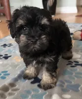 AKC Alfie , a male Miniature Schnauzer for sale in Sarasota, FL – 4 of 5