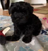 AKC Ace, a male Miniature Schnauzer for sale in Sarasota, FL – 7 of 9