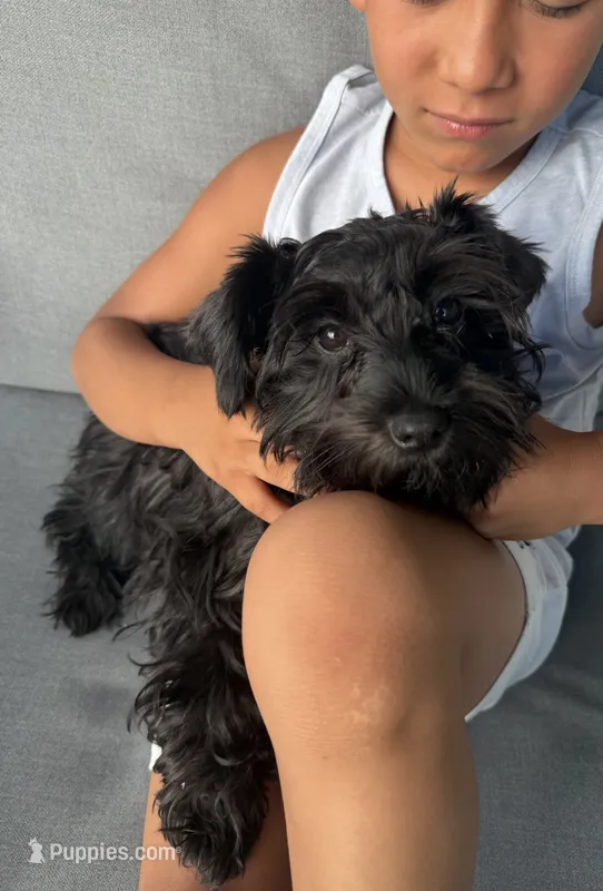AKC Ellie Mae – Miniature Schnauzer puppy for sale in Sarasota, FL