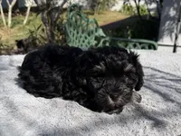AKC Max, a male Miniature Schnauzer for sale in Sarasota, FL – Photo 2 of 2