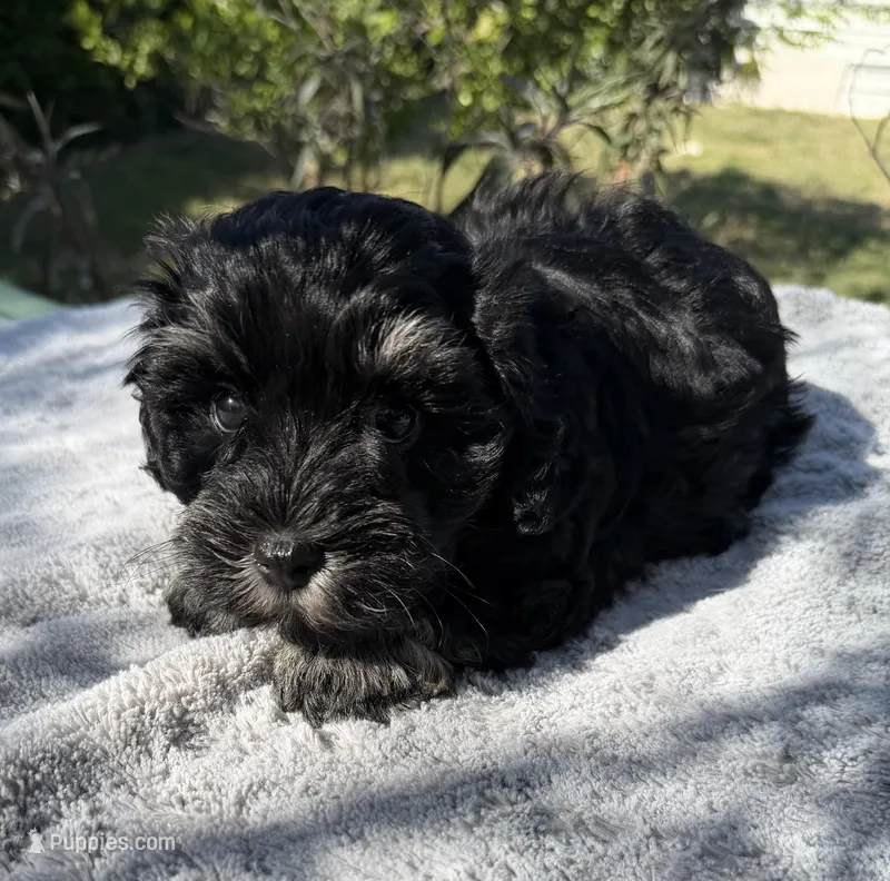 AKC Max – Miniature Schnauzer puppy for sale in Sarasota, FL