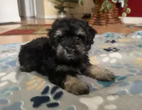 Alfie, a male Miniature Schnauzer for sale in Sarasota, FL – 2 of 4