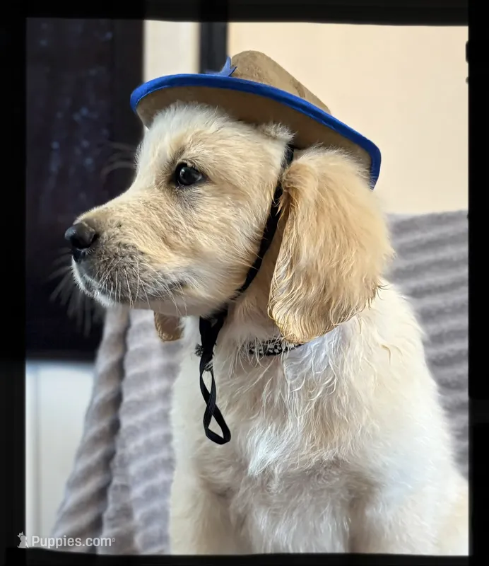 Black-Orion – Golden Retriever, English Cream Golden Retriever puppy for sale in Fair Grove, MO
