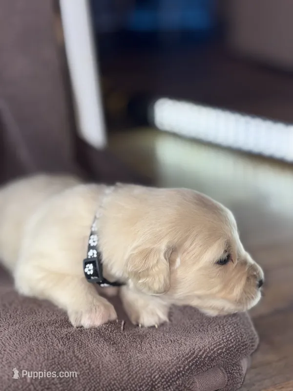 Black-Orion – Golden Retriever, English Cream Golden Retriever puppy for sale in Fair Grove, MO