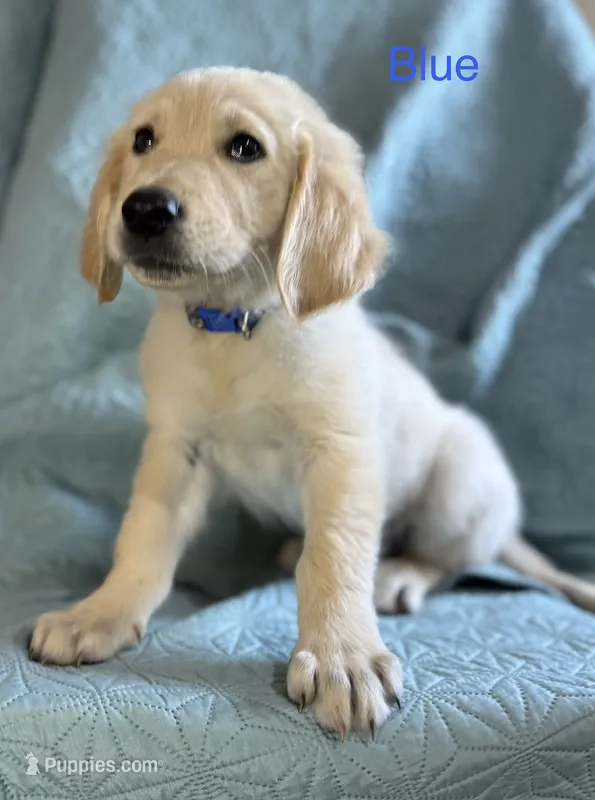 Dark blue-Neptune – English Cream Golden Retriever puppy for sale in Fair Grove, MO