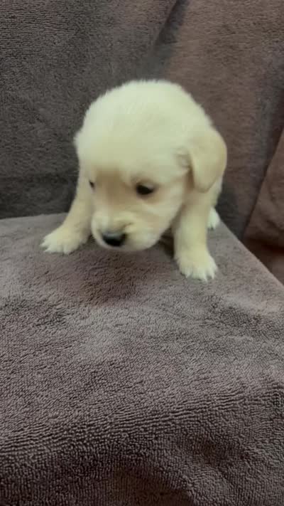 Pink-Stella, a female Golden Retriever and English Cream Golden Retriever for sale in Fair Grove, MO – 7 of 7