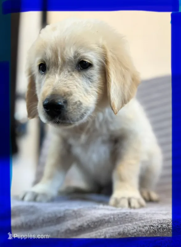 Dark blue-Neptune – English Cream Golden Retriever puppy for sale in Fair Grove, MO